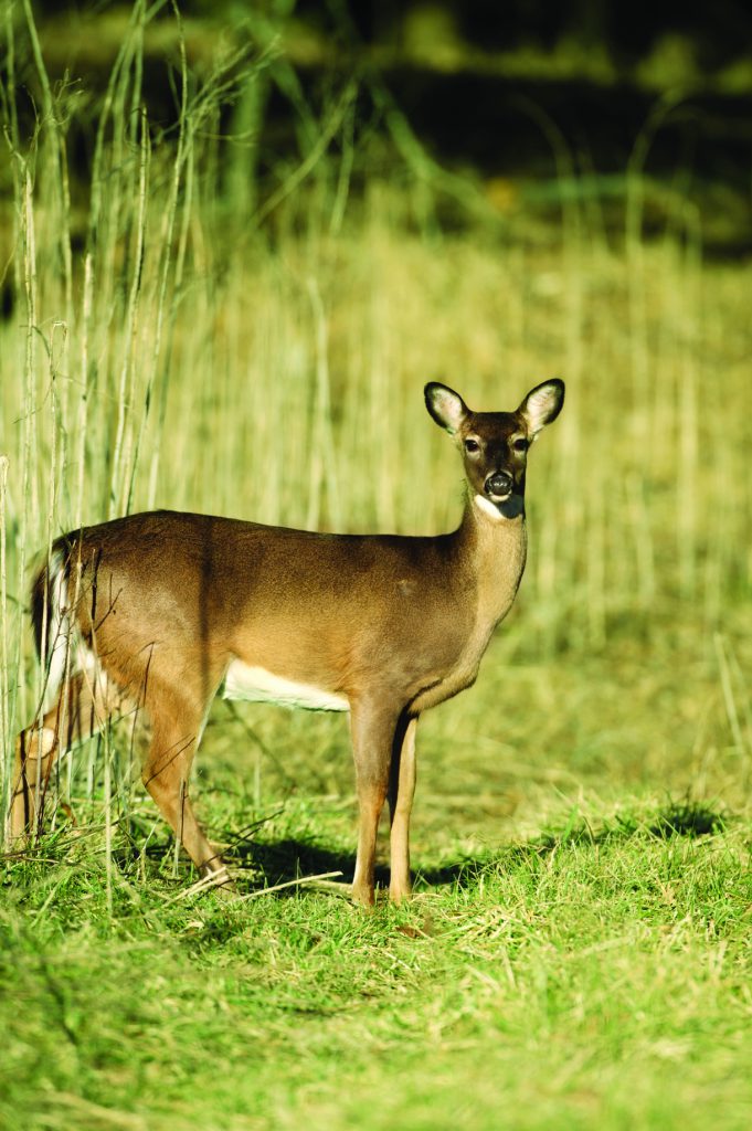 Deer-Proofing A Garden