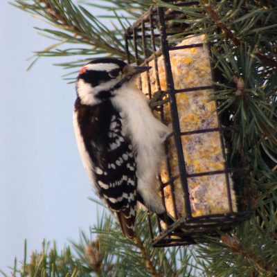 Maintaining a Bird-friendly Environment This Season