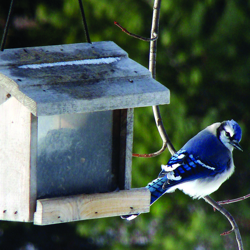 Attract Winged Friends With These Bird Feeders